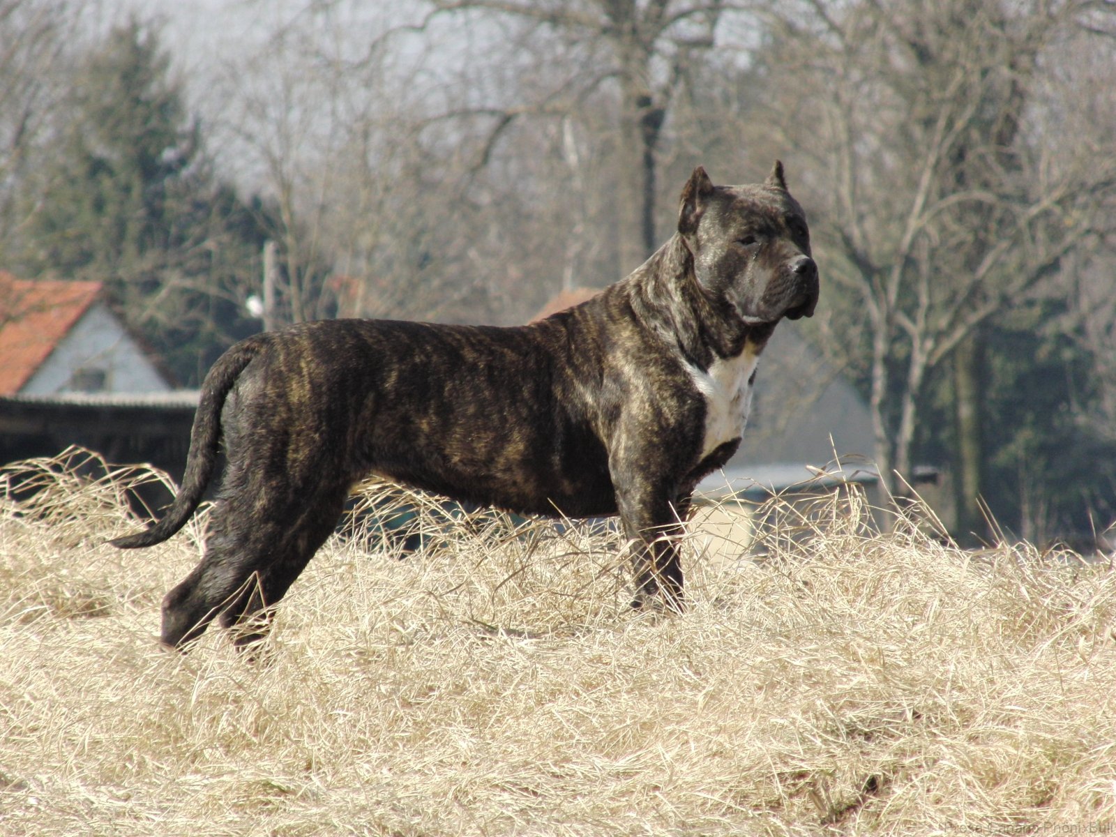 Presa Canario Dog Wallpapers Pictures Images