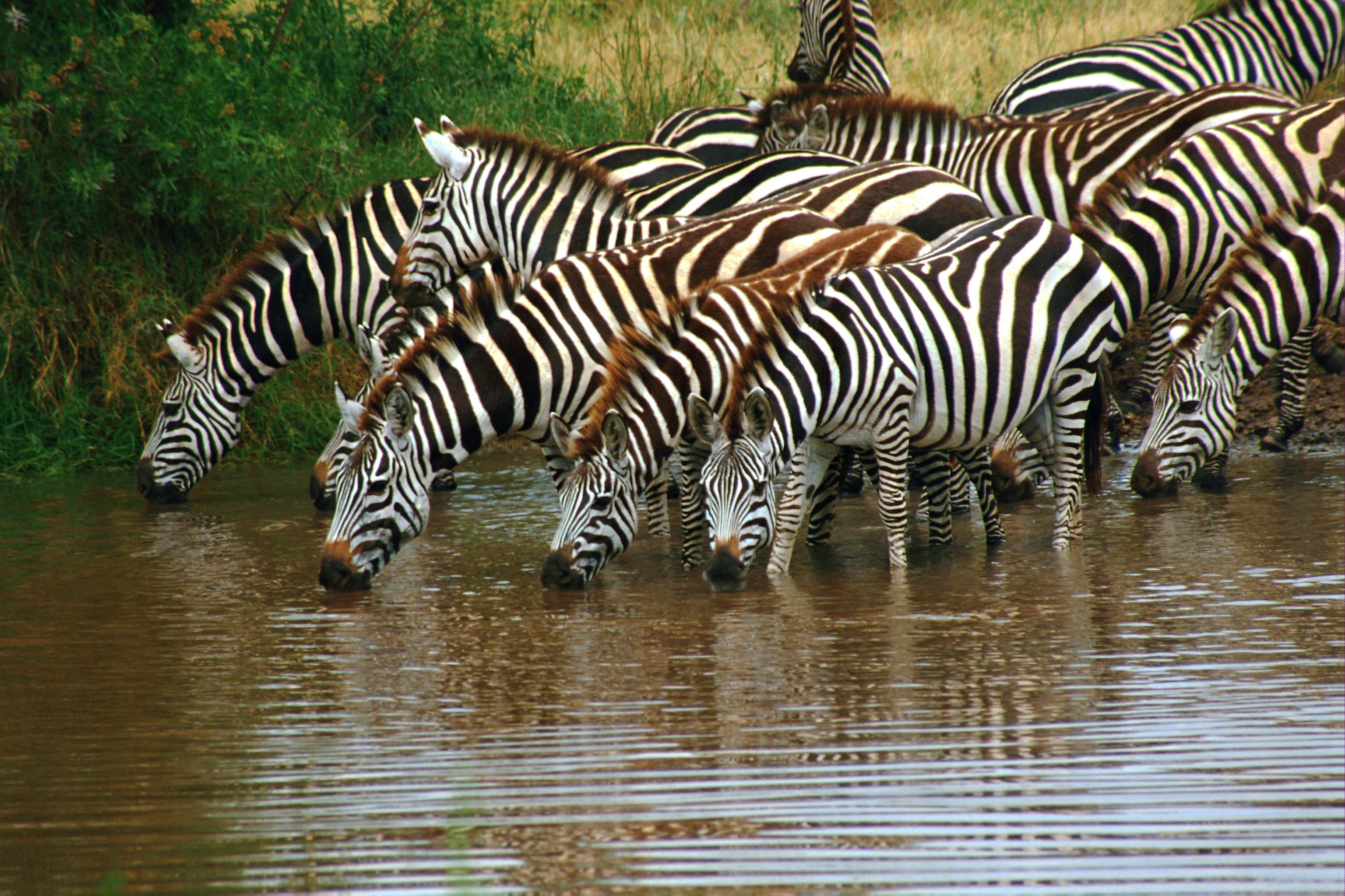Зебры на водопое бесплатно