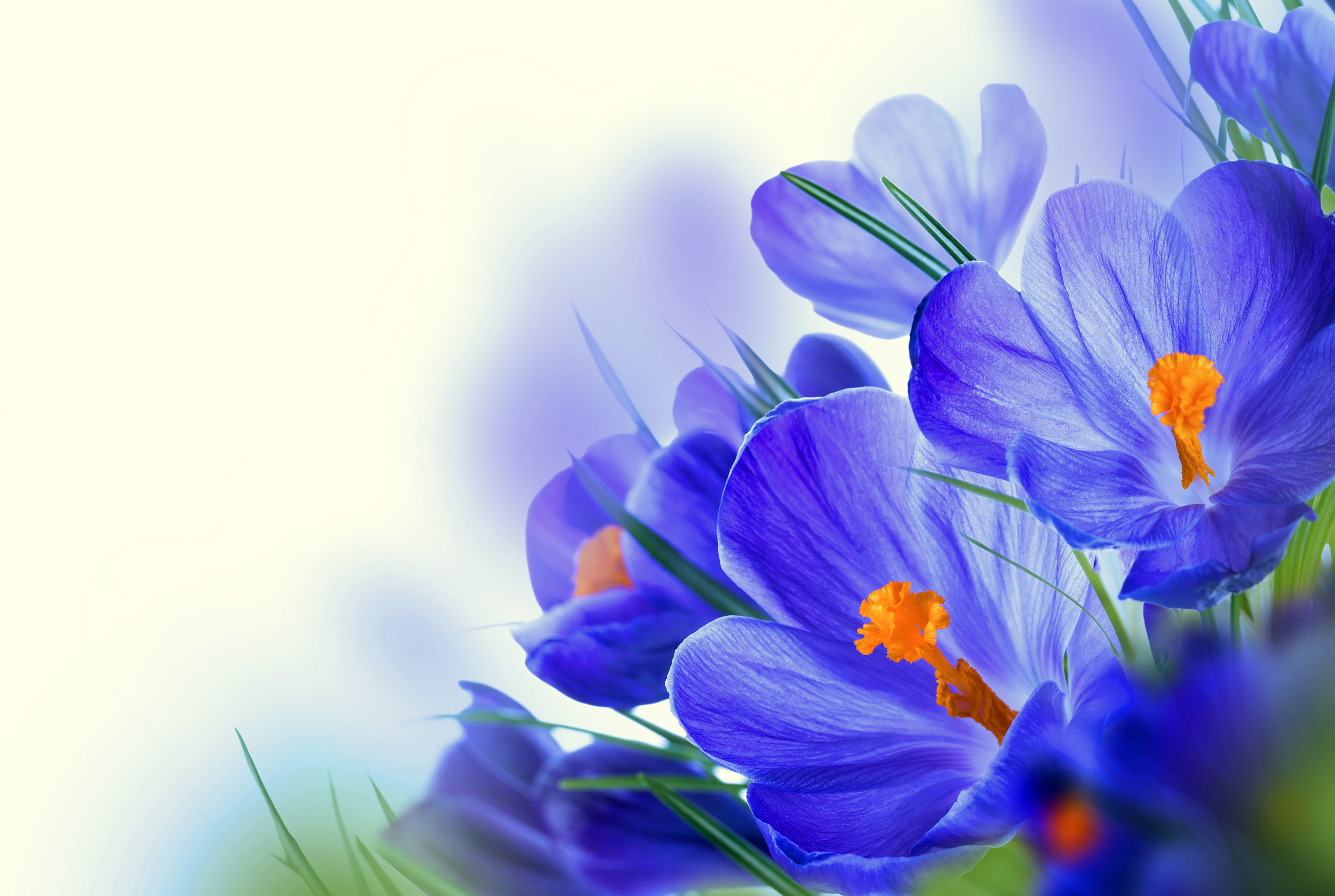 С днем рождения открытки с весенними цветами. Первоцветы крокусы. Открытка цветы. Синие цветы. Весенние цветы открытки.