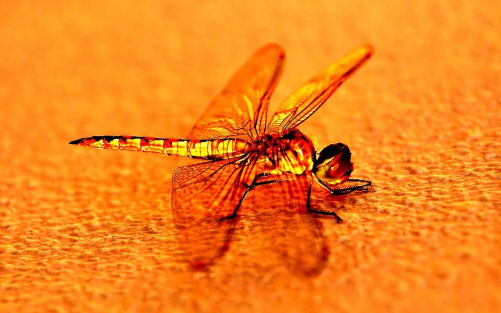 Dragonfly Widescreen Wallpaper