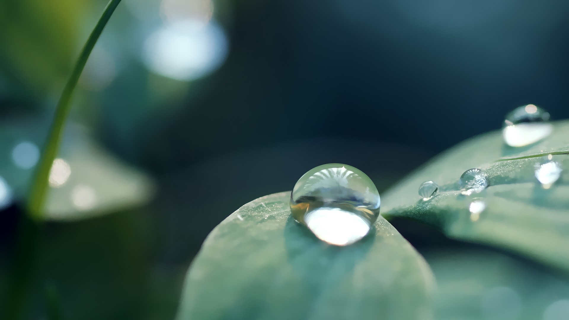 Water Drop Wallpapers Pictures Images
