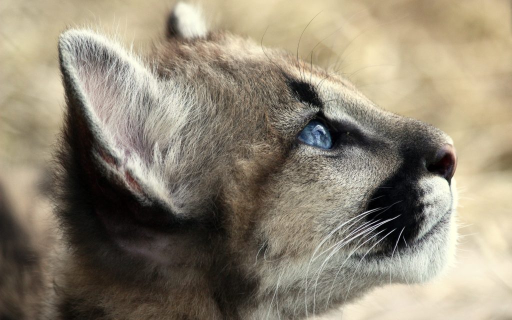 Cougar Backgrounds 2560x1600