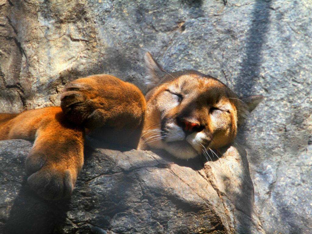 Cougar Backgrounds 2560x1920