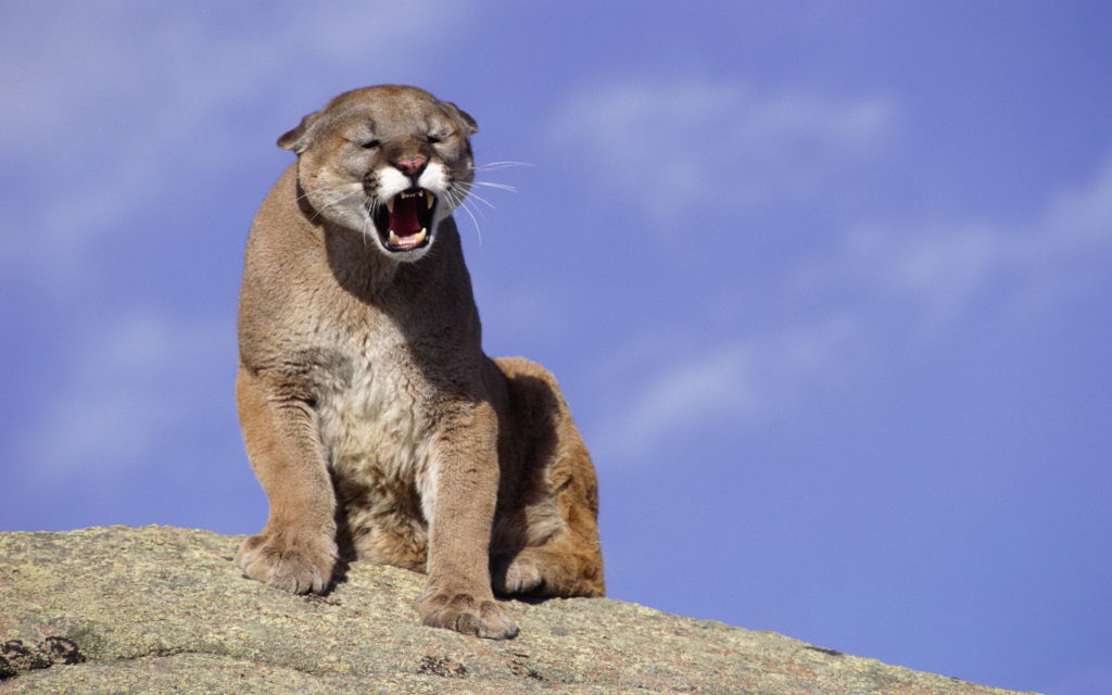 Cougar Backgrounds 1920x1200
