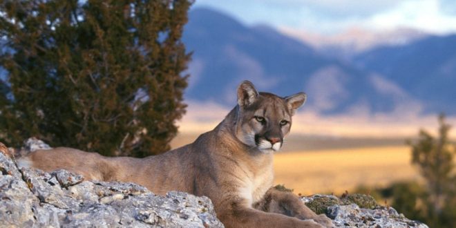 Cougar Backgrounds