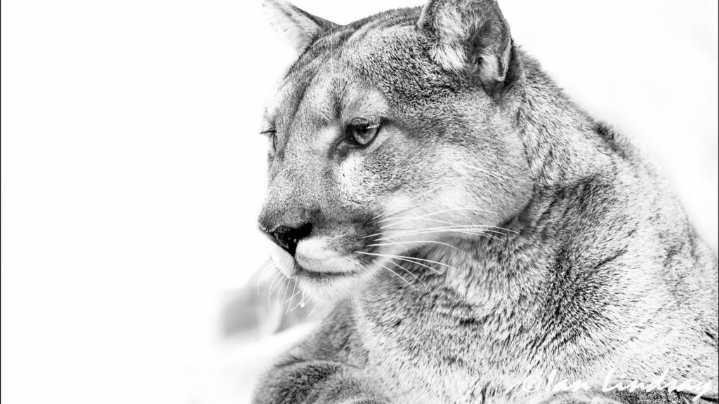 Cougar Backgrounds 1920x1080
