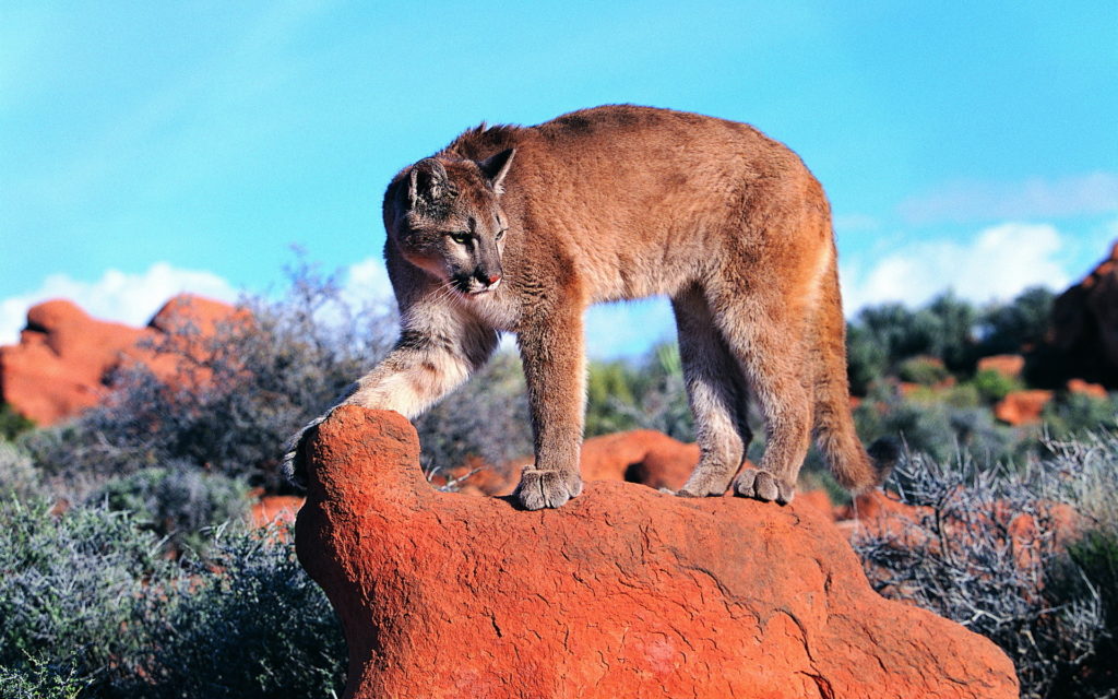 Cougar Backgrounds 1920x1200