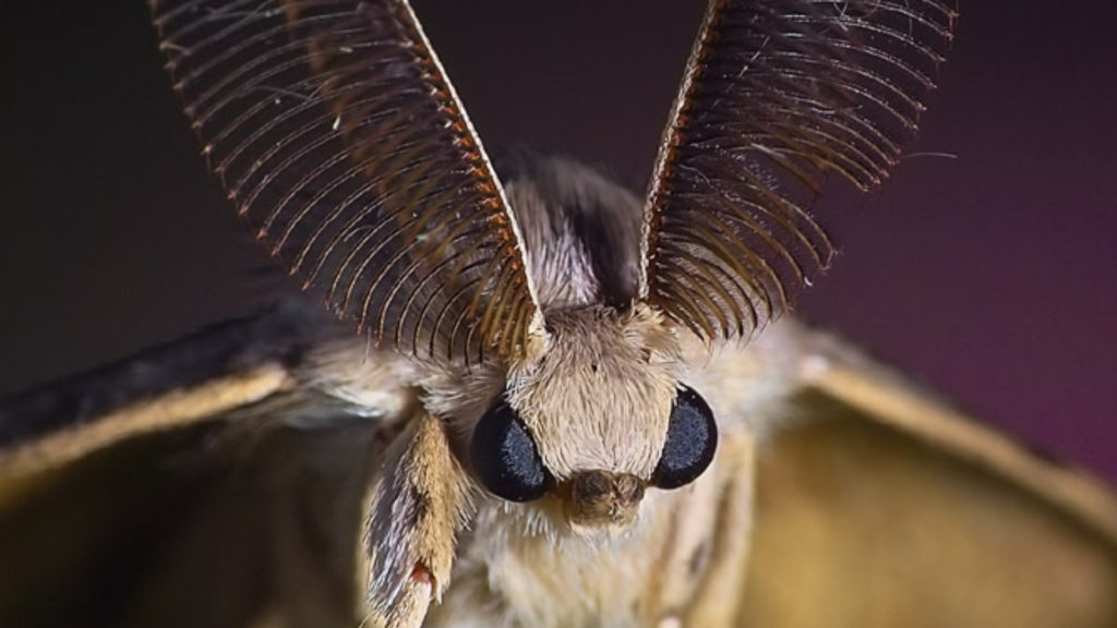 Moth Full HD Wallpaper