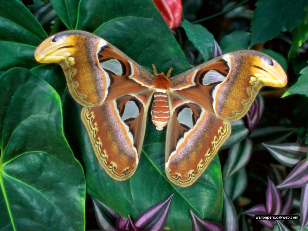 Moth Wallpaper