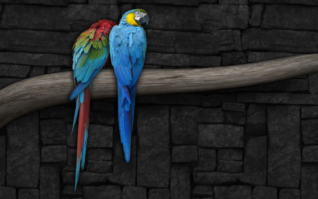 Macaw Widescreen Wallpaper