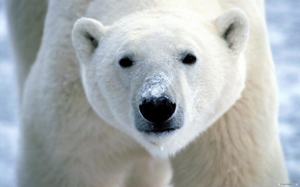 Polar Bear Widescreen Wallpaper