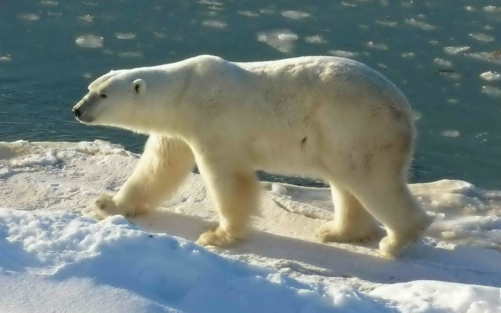 Polar Bear Widescreen Wallpaper