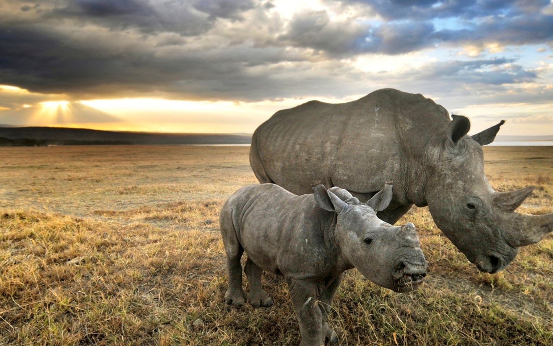 Rhino Wallpapers, Pictures, Images