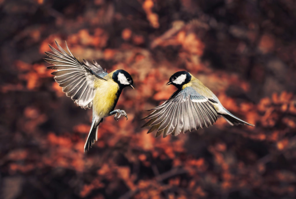 Bee-eater Wallpaper