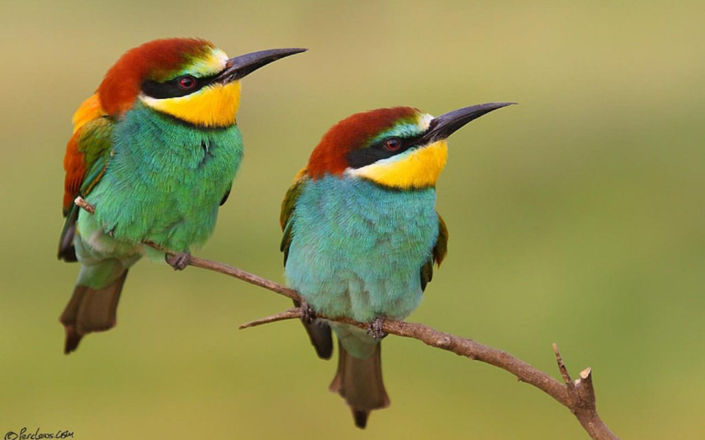 Bee-eater Widescreen Wallpaper