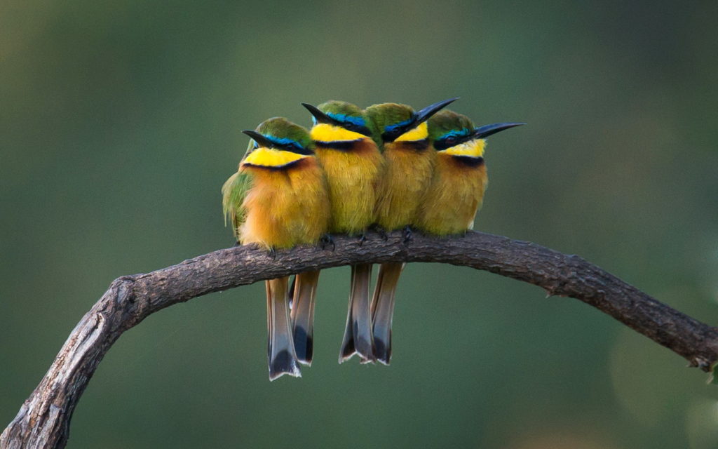 Bee-eater Widescreen Wallpaper
