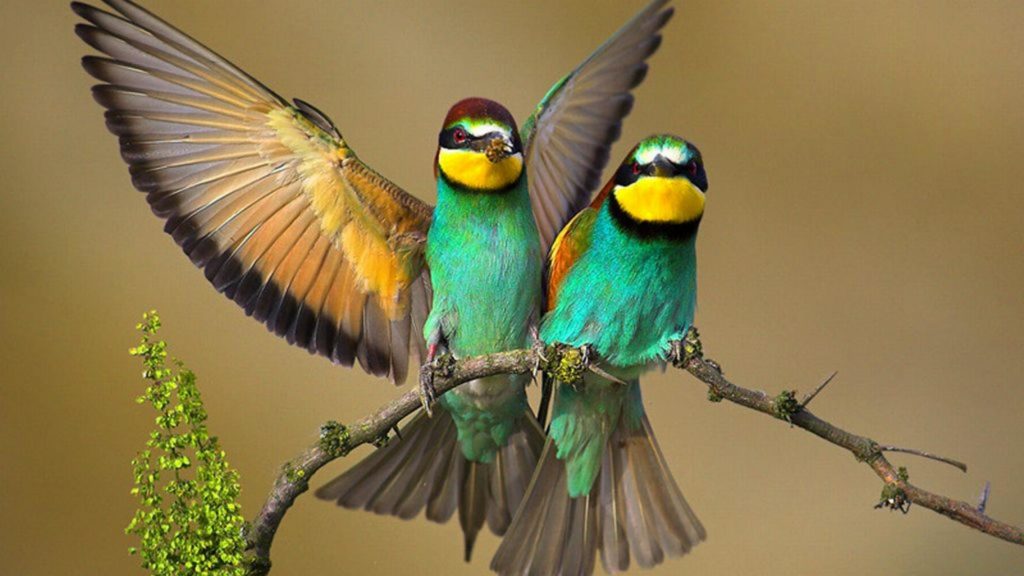 Bee-eater Full HD Wallpaper
