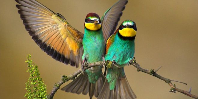 Bee-eater Wallpapers