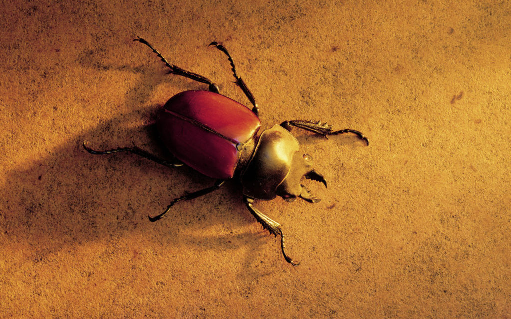 Beetle Widescreen Wallpaper