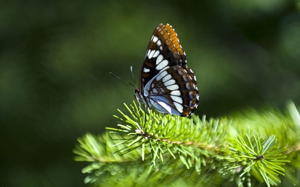 Butterfly Widescreen Background