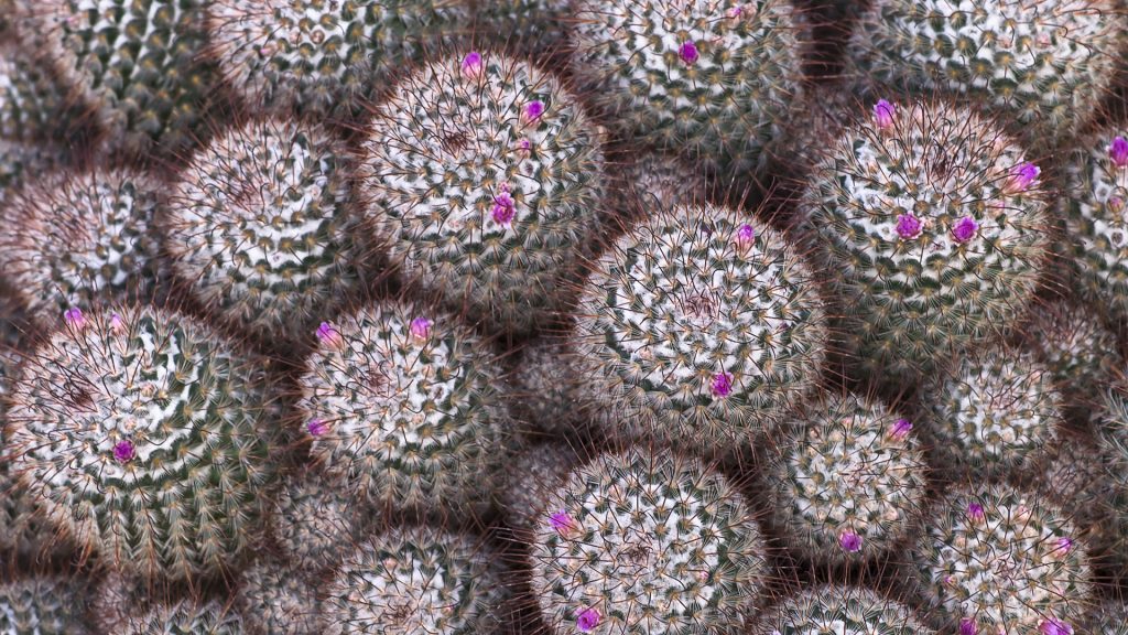 Cactus Full HD Wallpaper