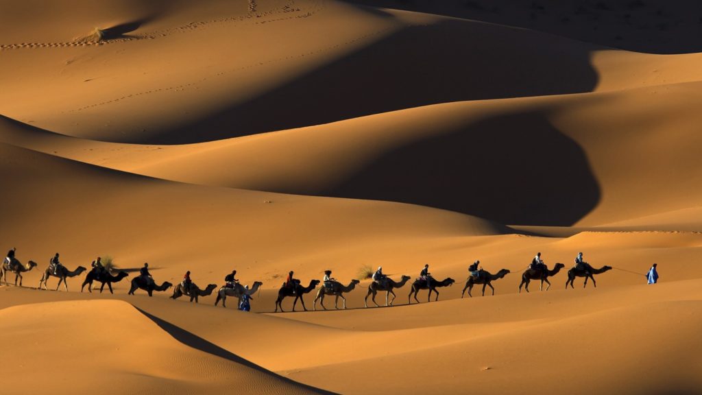 Camel Wallpaper
