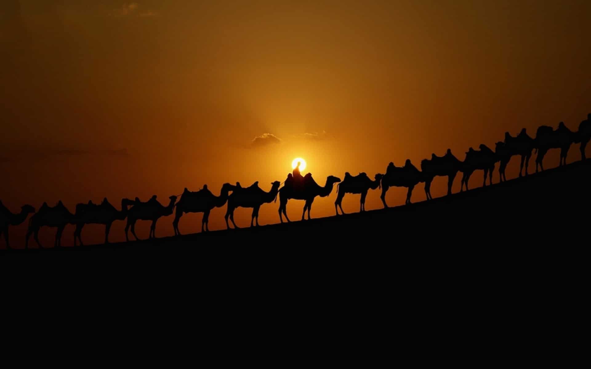 верблюды пустыня закат без смс
