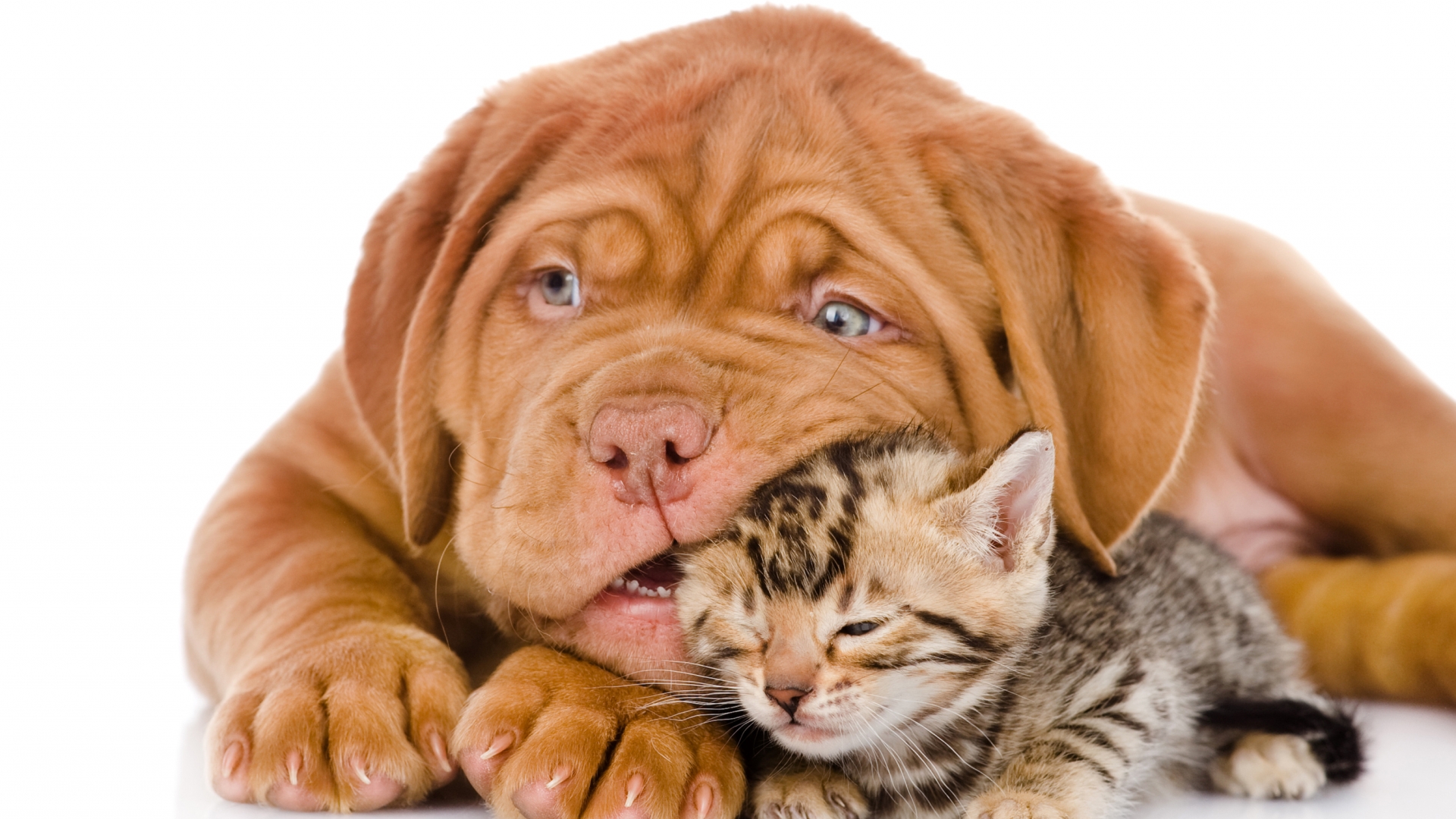 Cat & Dog Wallpapers, Pictures, Images