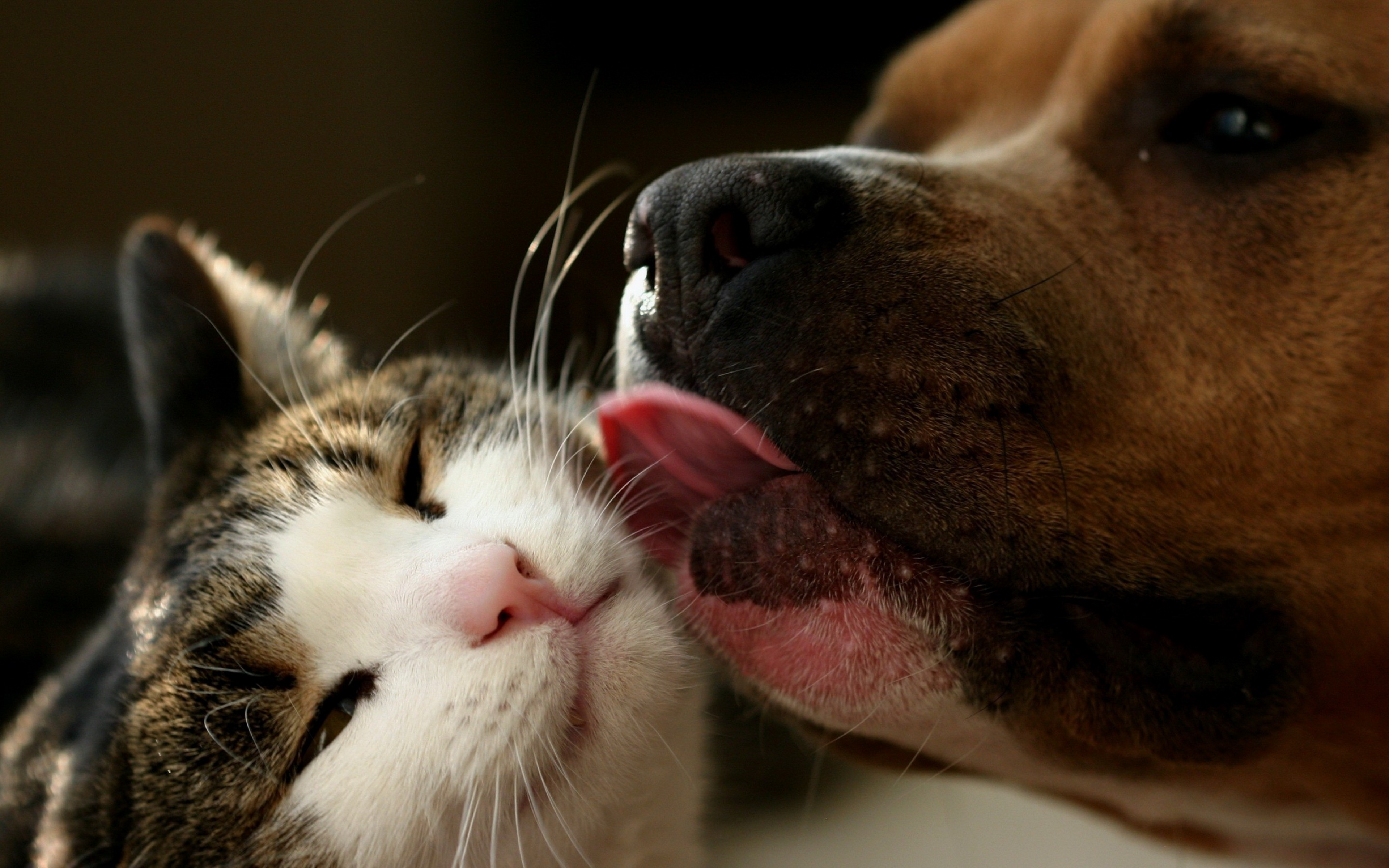 Cat in a dogs world. Кошки и собаки. Картинки кошек и собак. Заставка на рабочий стол собаки. Любимые животные.