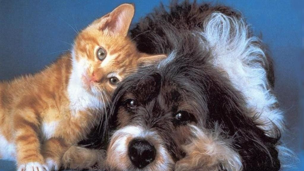 Cat & Dog Full HD Wallpaper