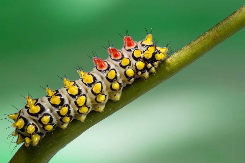 Caterpillar Wallpaper