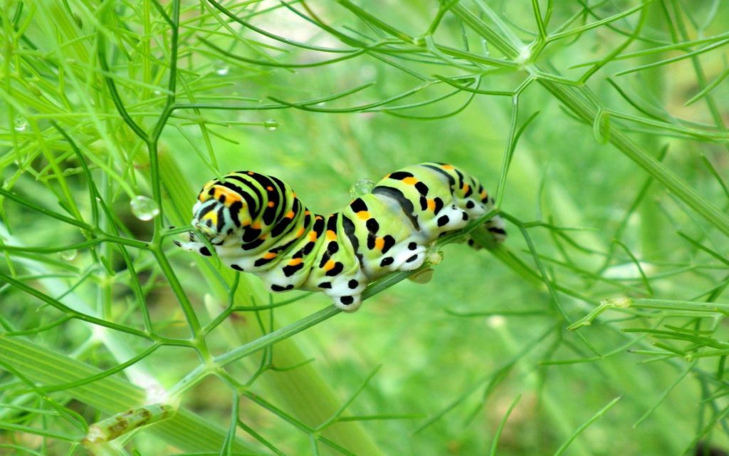 Caterpillar Widescreen Wallpaper