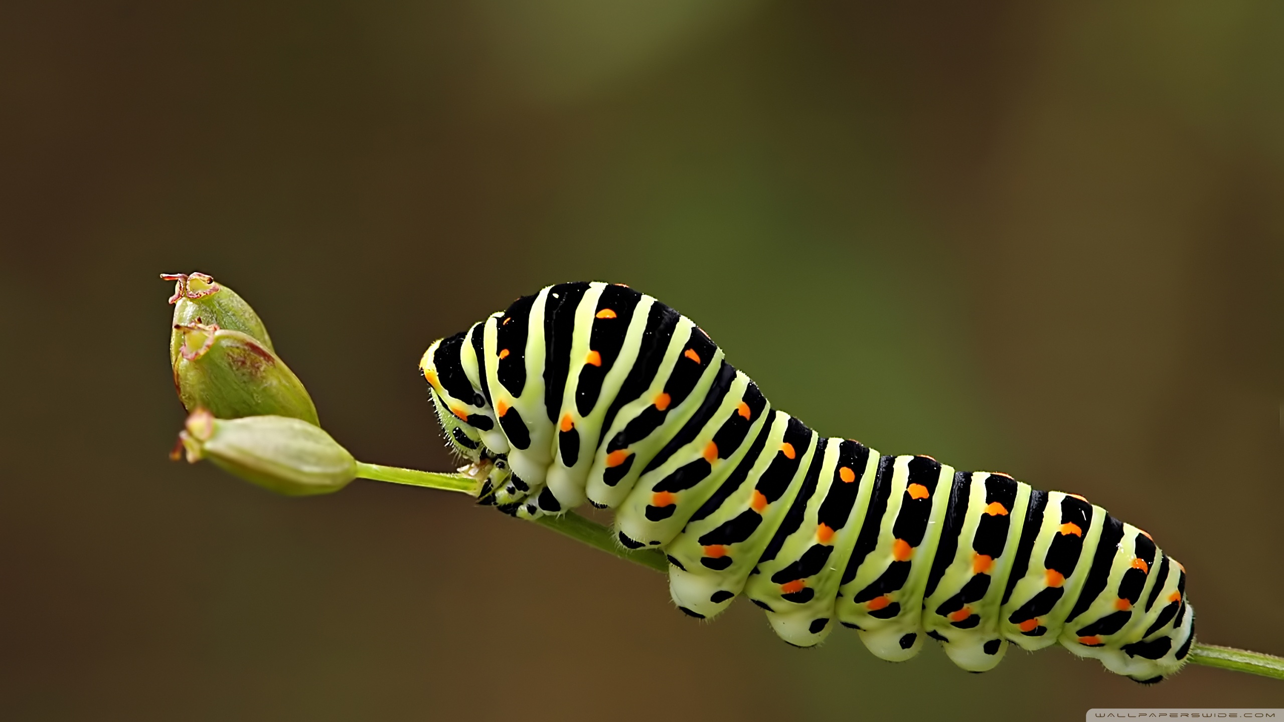  Caterpillar  Wallpapers  Pictures Images