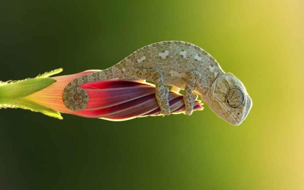 Chameleon Widescreen Wallpaper