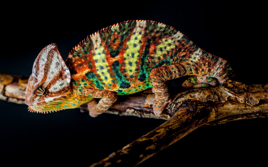 Chameleon Widescreen Wallpaper