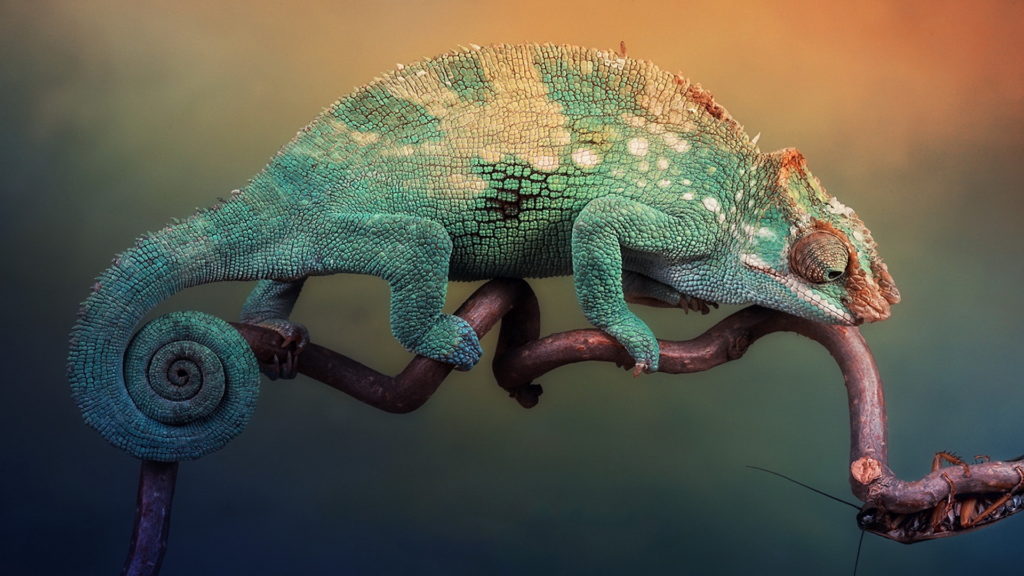 Chameleon Full HD Wallpaper