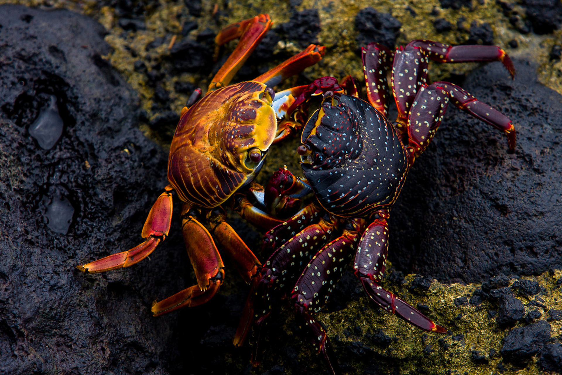 Crab Wallpapers, Pictures, Images