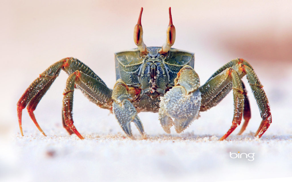 Crab Widescreen Wallpaper