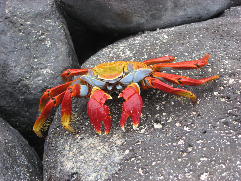 Crab Wallpaper