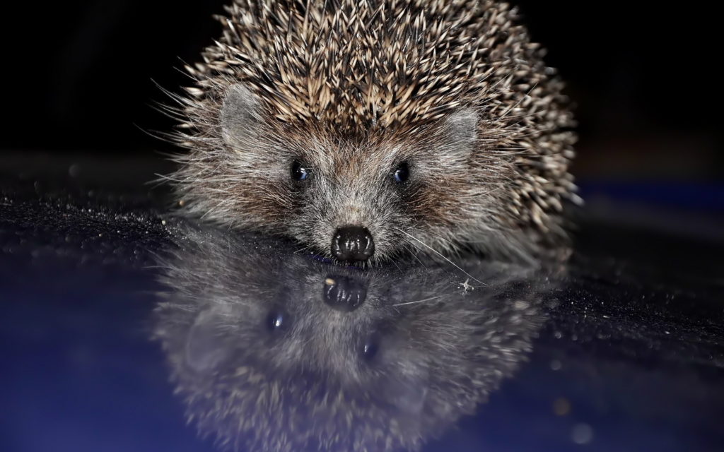 Hedgehog Widescreen Wallpaper