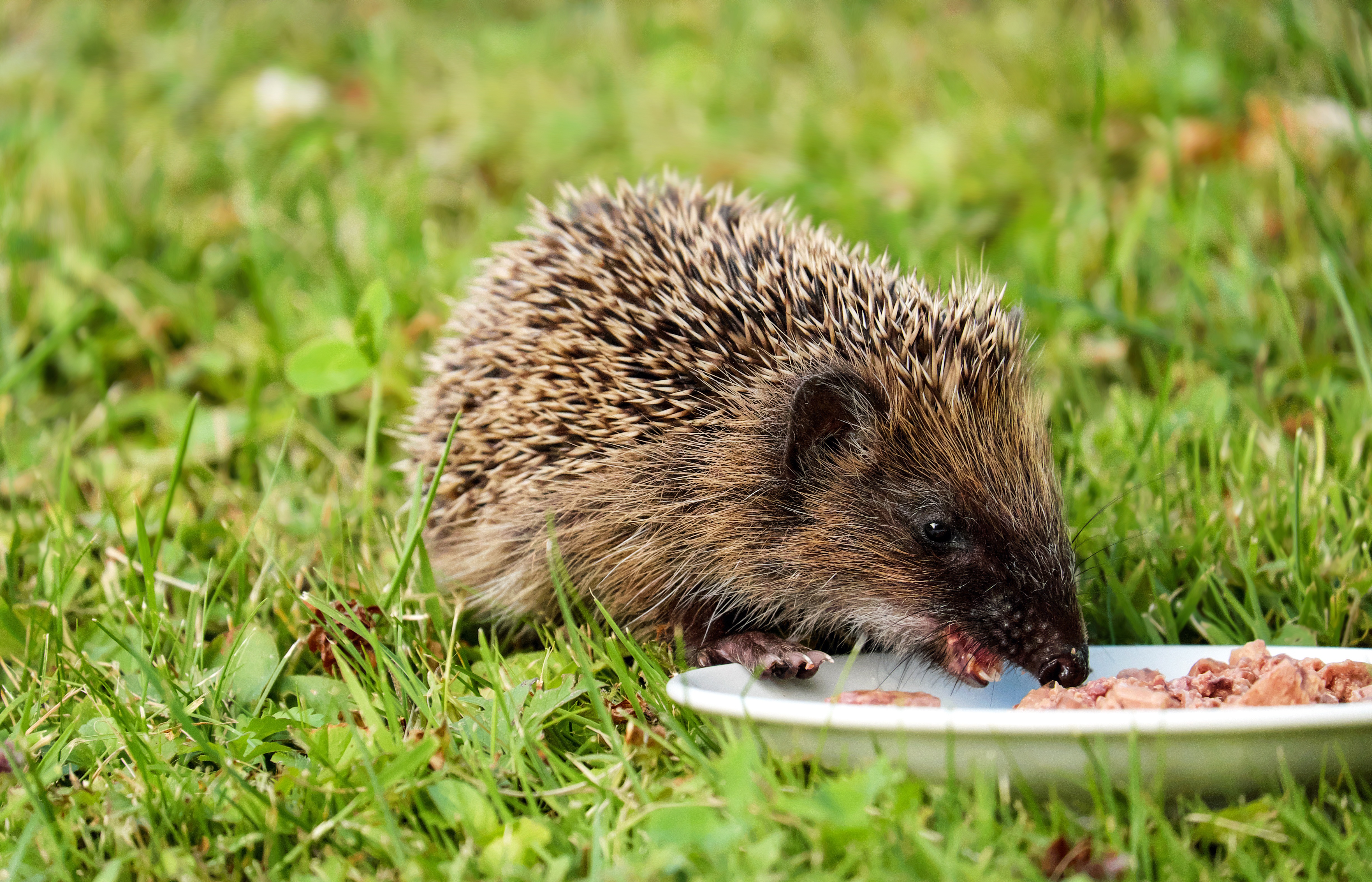 Hedgehog Wallpapers, Pictures, Images