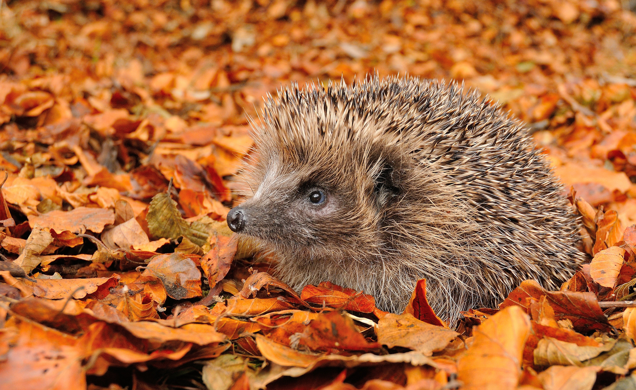 Hedgehog Wallpapers, Pictures, Images