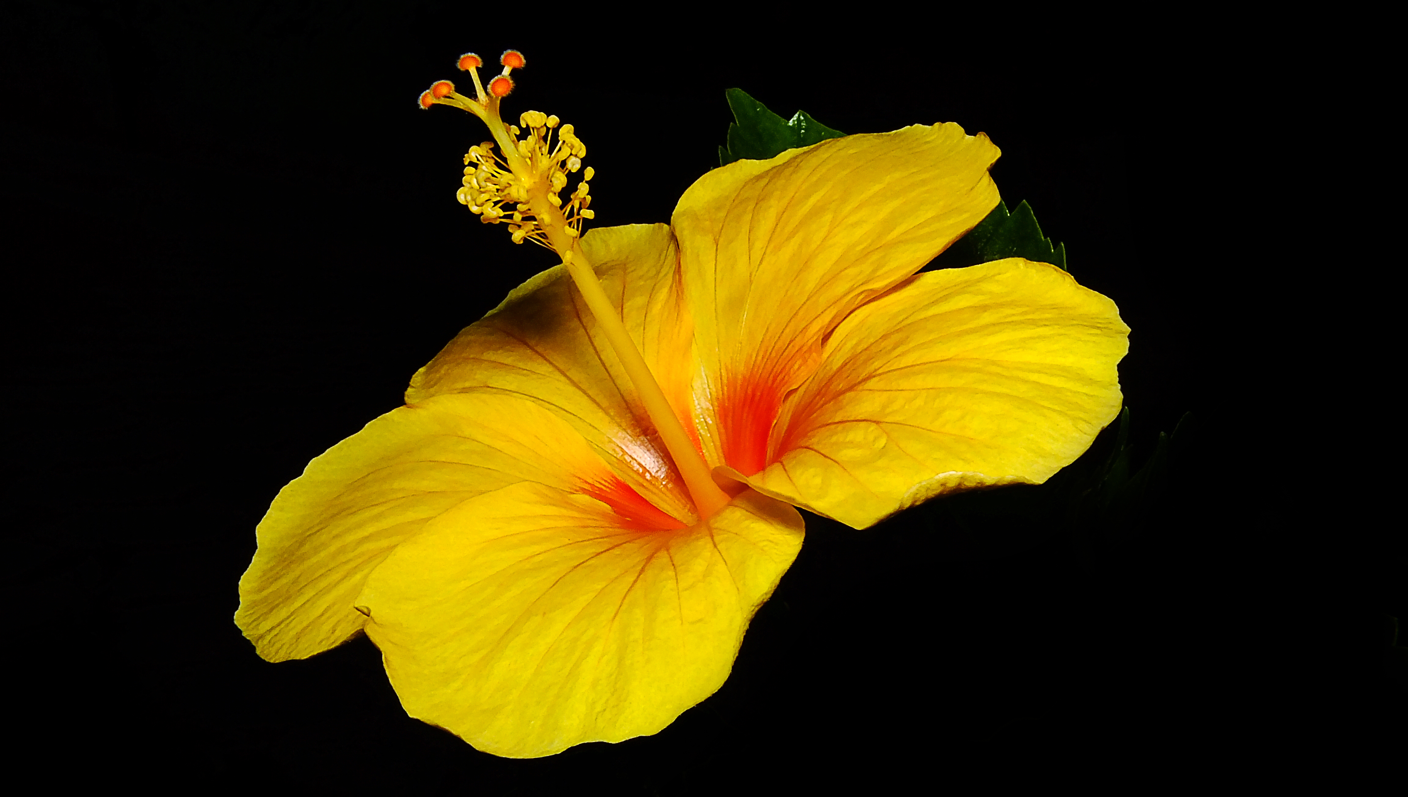 Hibiscus Wallpapers Pictures Images HD Wallpapers Download Free Map Images Wallpaper [wallpaper376.blogspot.com]