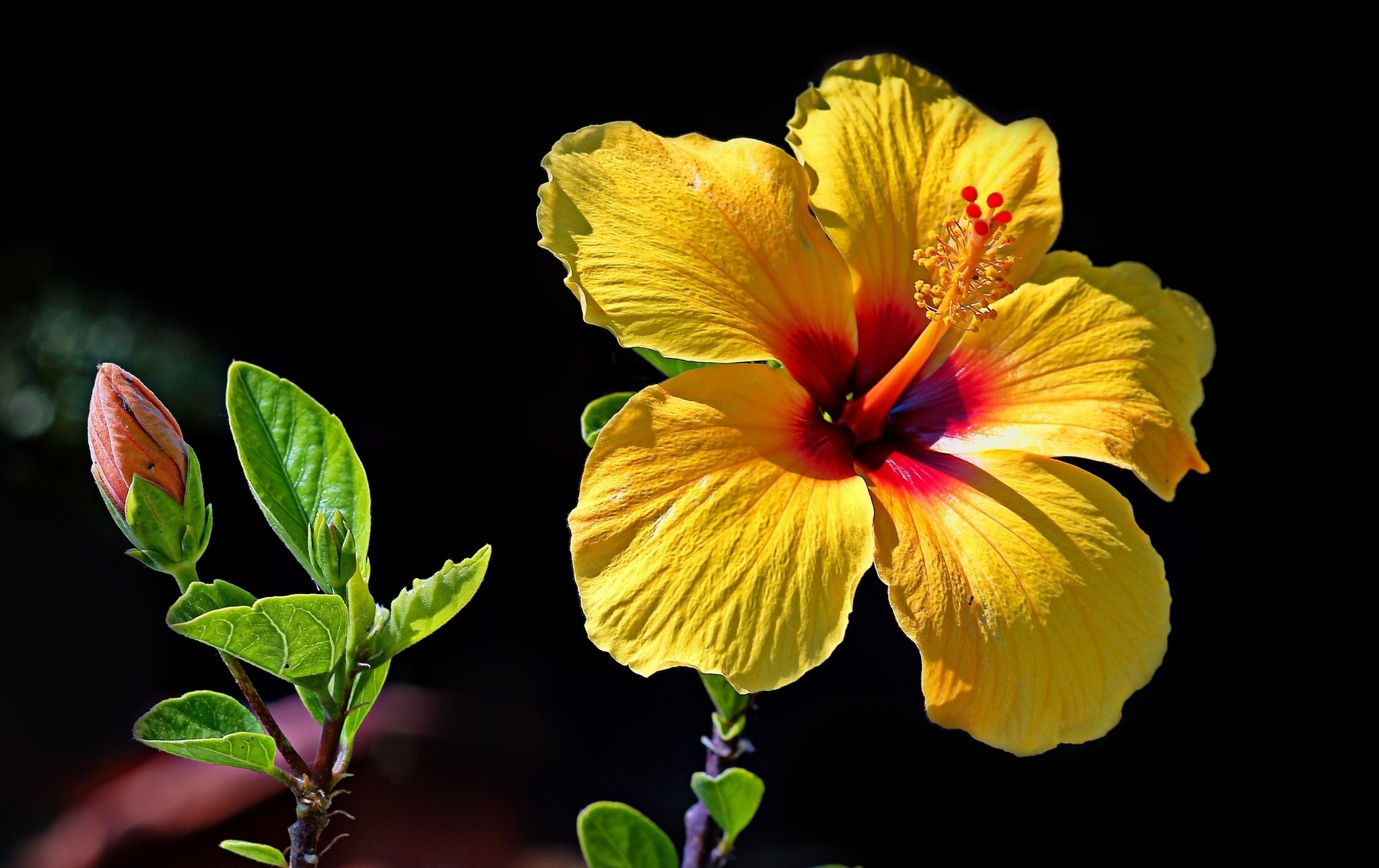 Hibiscus Wallpapers, Pictures, Images