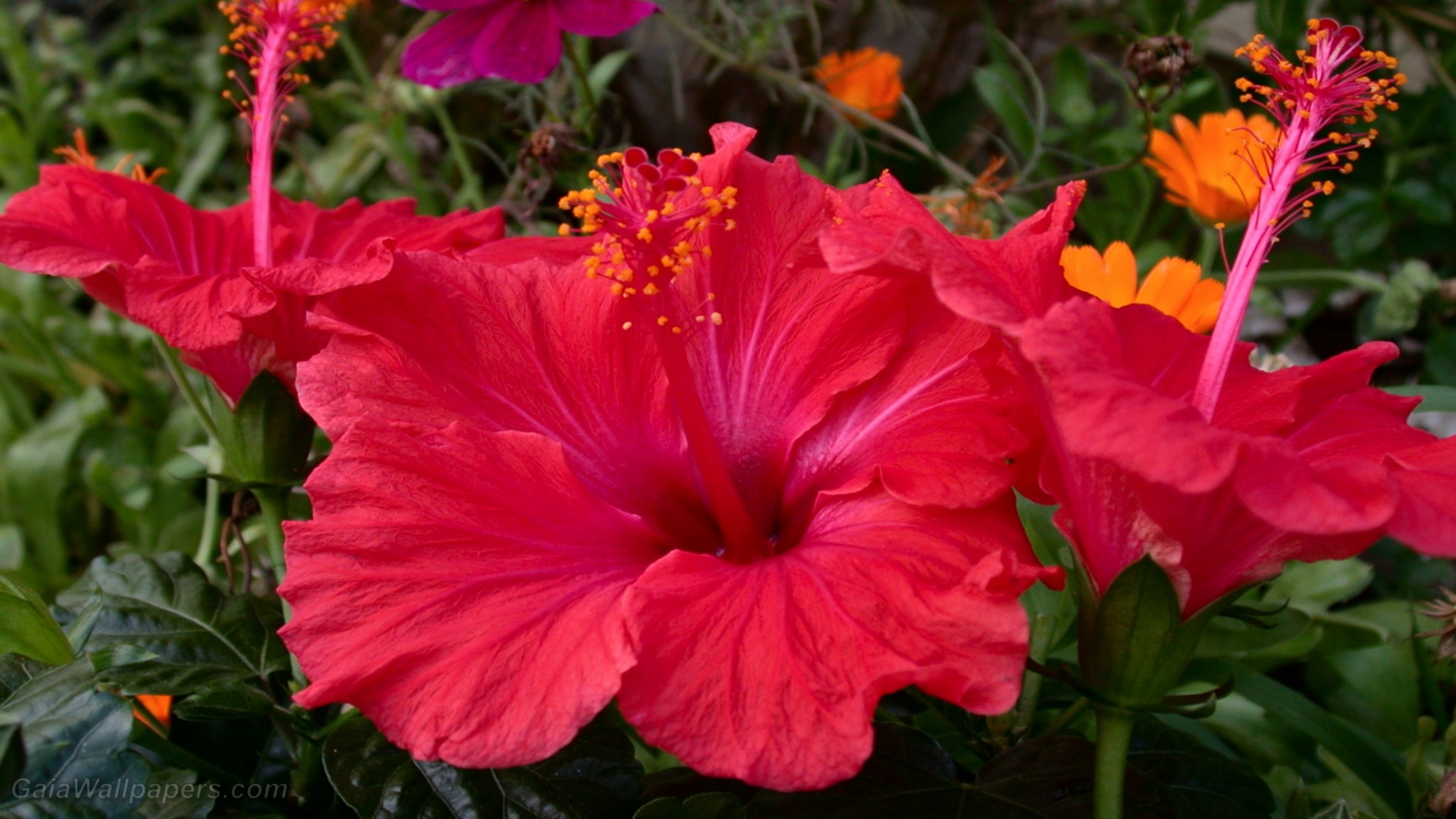 Hibiscus Wallpapers, Pictures, Images