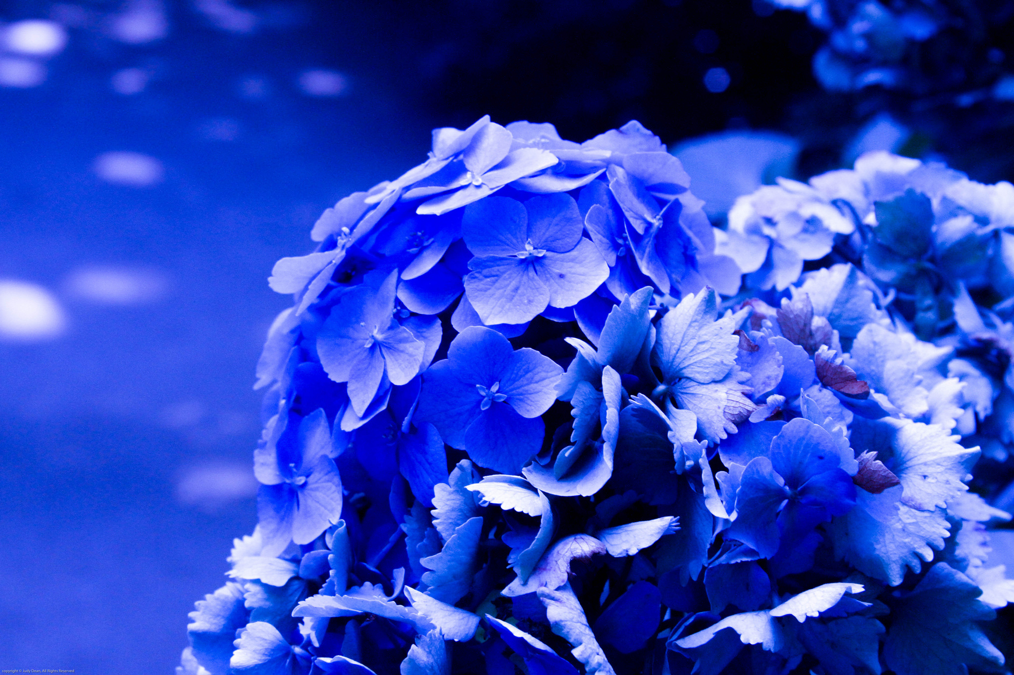 Открытки синего цвета. Блуе Фловер. Красивые синие цветы.