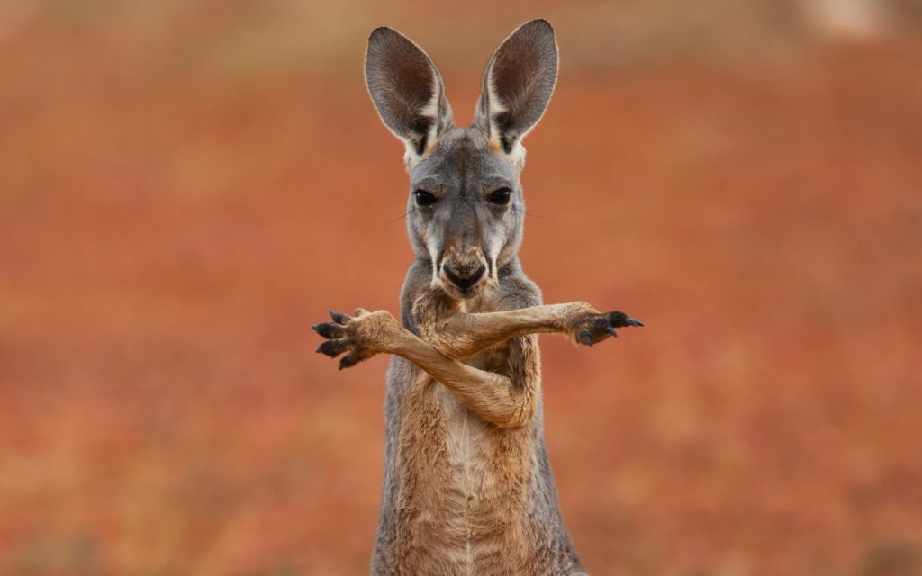 Kangaroo Widescreen Wallpaper