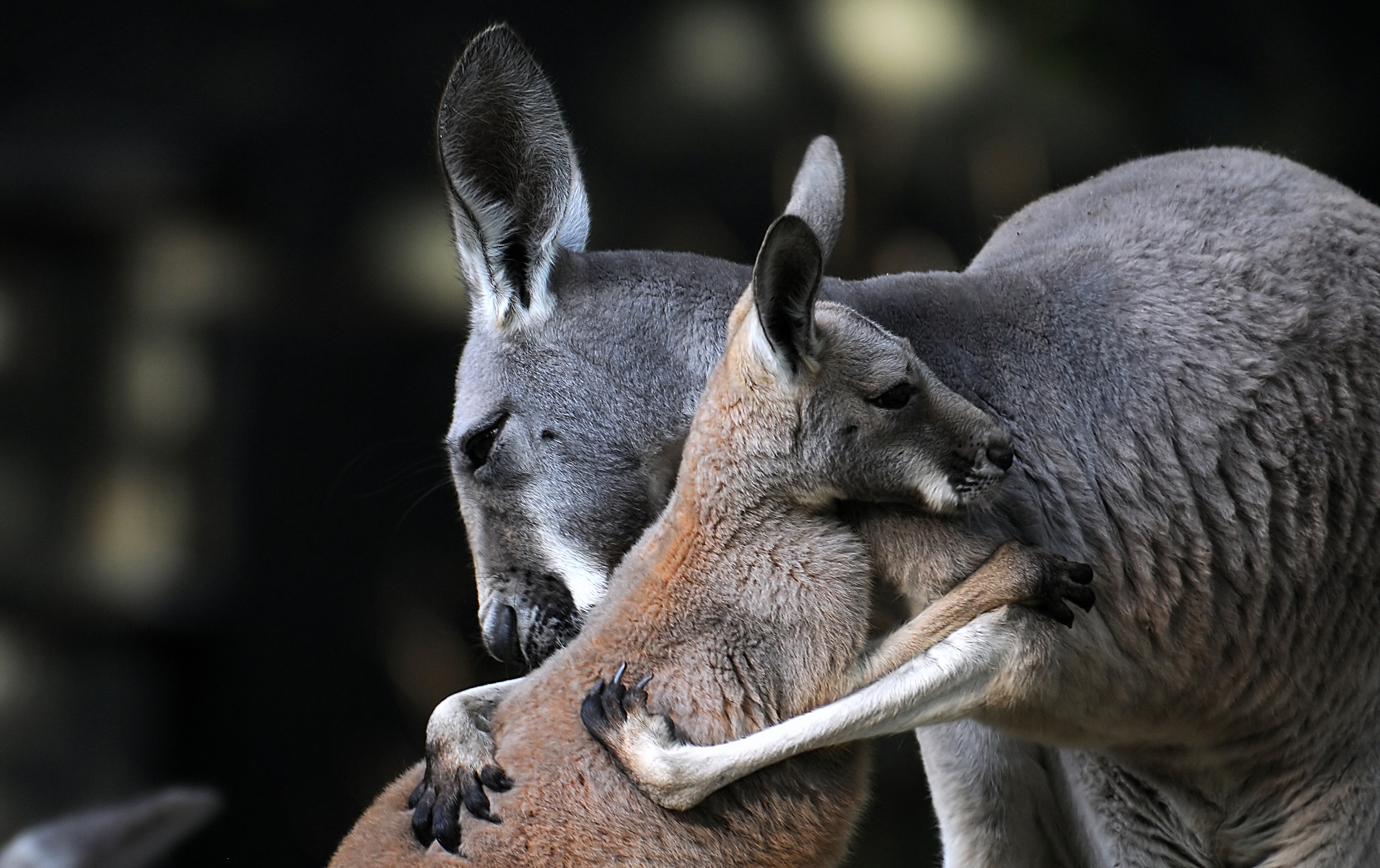 Kangaroo Wallpapers, Pictures, Images