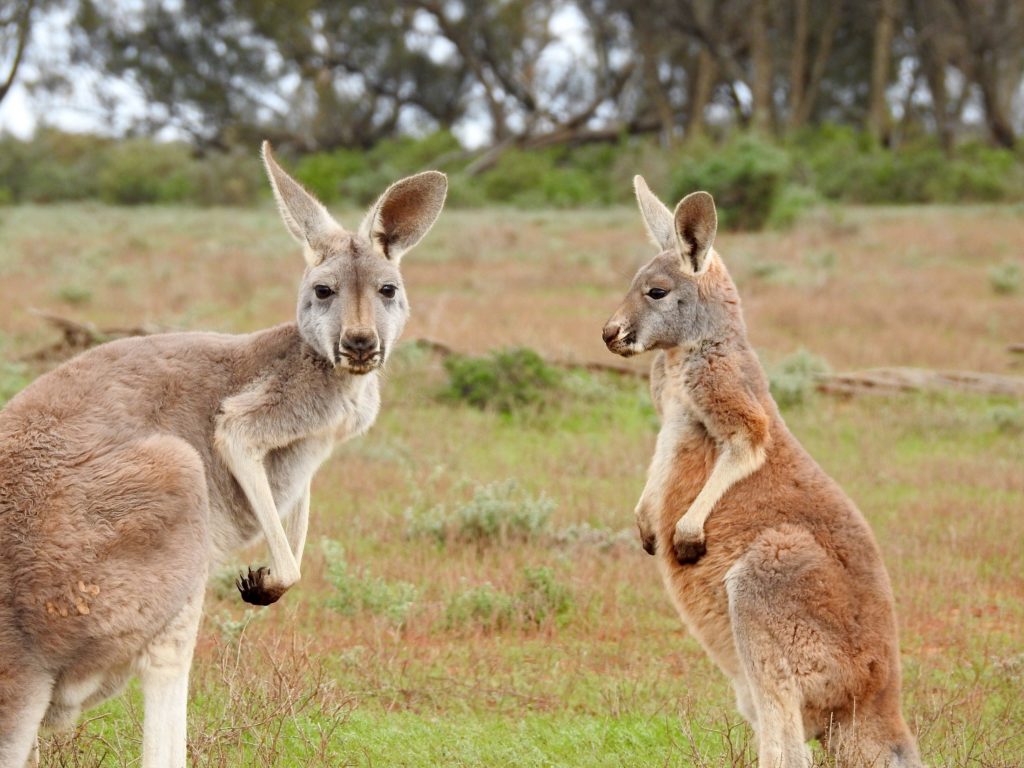 Kangaroo Wallpaper