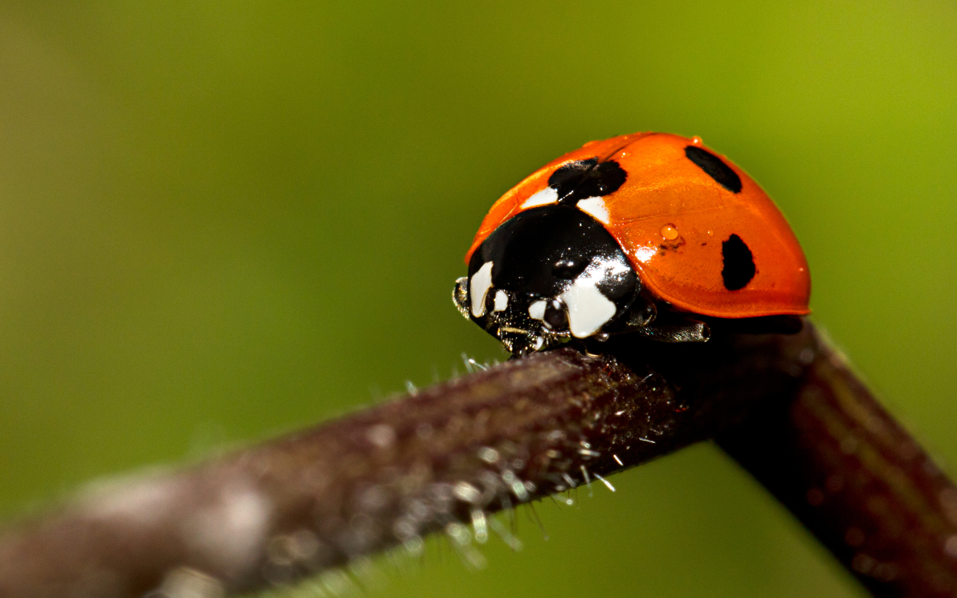 Ladybug Wallpapers Pictures Images HD Wallpapers Download Free Map Images Wallpaper [wallpaper376.blogspot.com]